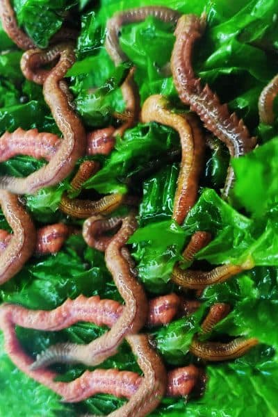 canlı yemci, canlı yem, canlı balık yemi, canlı sülünez, mamun, bibi, boru kurdu, kaya kurdu, lugworm, çin kurdu, kum kurdu, deniz kurdu, canlı karides, canlı midye, donuk yem, surf casting takımları, dip takımları, paternoster takımı, levrek takımı, çipura takımı, mırmır takımı, eşkina takımı, Dalyan Oltacılık, Beylikdüzü balıkçılık, toptan canlı yem, perakende canlı yem, canliyemcucun.comcanlı yemci, canlı yem, canlı balık yemi, canlı sülünez, mamun, bibi, boru kurdu, kaya kurdu, lugworm, çin kurdu, kum kurdu, deniz kurdu, canlı karides, canlı midye, donuk yem, surf casting takımları, dip takımları, paternoster takımı, levrek takımı, çipura takımı, mırmır takımı, eşkina takımı, Dalyan Oltacılık, Beylikdüzü balıkçılık, toptan canlı yem, perakende canlı yem, canliyemcucun.com