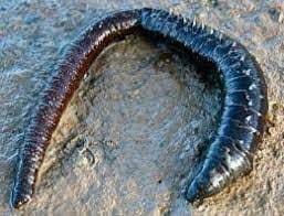 canlı yemci, canlı yem, canlı balık yemi, canlı sülünez, mamun, bibi, boru kurdu, kaya kurdu, lugworm, çin kurdu, kum kurdu, deniz kurdu, canlı karides, canlı midye, donuk yem, surf casting takımları, dip takımları, paternoster takımı, levrek takımı, çipura takımı, mırmır takımı, eşkina takımı, Dalyan Oltacılık, Beylikdüzü balıkçılık, toptan canlı yem, perakende canlı yem, canliyemcucun.com