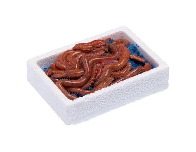 canlı yemci, canlı yem, canlı balık yemi, canlı sülünez, mamun, bibi, boru kurdu, kaya kurdu, lugworm, çin kurdu, kum kurdu, deniz kurdu, canlı karides, canlı midye, donuk yem, surf casting takımları, dip takımları, paternoster takımı, levrek takımı, çipura takımı, mırmır takımı, eşkina takımı, Dalyan Oltacılık, Beylikdüzü balıkçılık, toptan canlı yem, perakende canlı yem, canliyemcucun.com