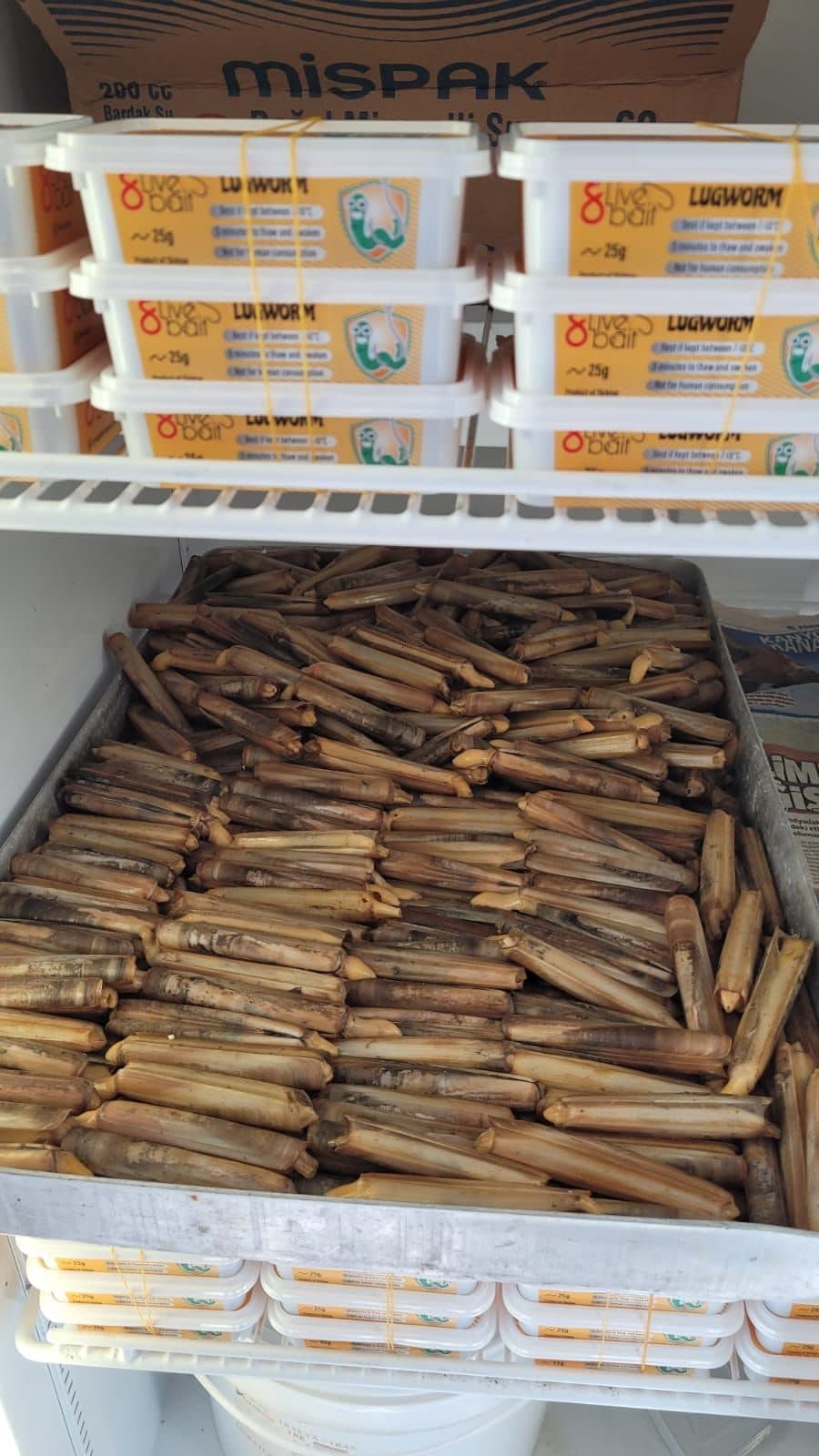 canlı yemci, canlı yem, canlı balık yemi, canlı sülünez, mamun, bibi, boru kurdu, kaya kurdu, lugworm, çin kurdu, kum kurdu, deniz kurdu, canlı karides, canlı midye, donuk yem, surf casting takımları, dip takımları, paternoster takımı, levrek takımı, çipura takımı, mırmır takımı, eşkina takımı, Dalyan Oltacılık, Beylikdüzü balıkçılık, toptan canlı yem, perakende canlı yem, canliyemcucun.com